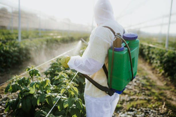 Best Wasp Removal Services  in Chippewa Falls, WI